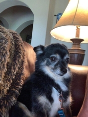 Pomeranian Dogs for adoption in San Martin, CA, USA