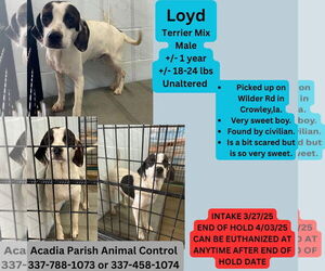 Beagle Dogs for adoption in New Orleans, LA, USA