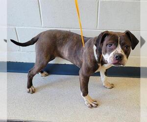 American Pit Bull Terrier-Unknown Mix Dogs for adoption in Anchorage, AK, USA