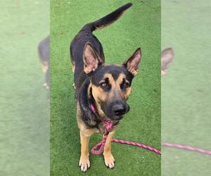 German Shepherd Dog-Unknown Mix Dogs for adoption in Sacramento, CA, USA
