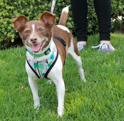Rat Terrier Dogs for adoption in El Segundo, CA, USA