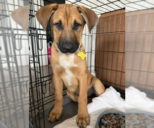 Mutt Dogs for adoption in Sandy, UT, USA