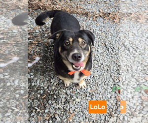 German Shepherd Dog-Pembroke Welsh Corgi Mix Dogs for adoption in Albemarle, NC, USA