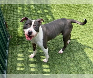 American Pit Bull Terrier Dogs for adoption in Pasadena, CA, USA