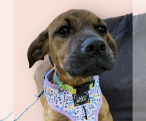 Labrador Retriever-Unknown Mix Dogs for adoption in Rockville, MD, USA