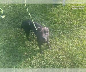 American Pit Bull Terrier-Unknown Mix Dogs for adoption in Ocala, FL, USA