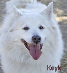 American Eskimo Dog Dogs for adoption in Mason, MI, USA