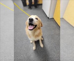 Golden Pyrenees Dogs for adoption in Salisbury, NC, USA