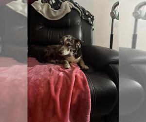 Mutt Dogs for adoption in San Antonio, TX, USA
