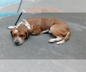 American Bulldog Dogs for adoption in Downey, CA, USA