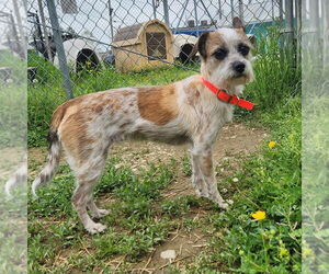 Chihuahua-Unknown Mix Dogs for adoption in Evansville, IN, USA
