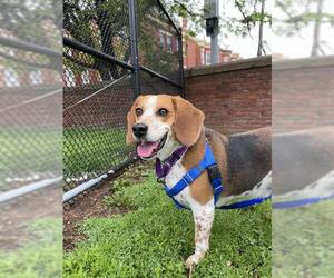 Beagle-Unknown Mix Dogs for adoption in Boston, MA, USA
