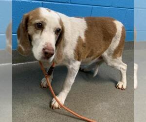 Basset Hound Dogs for adoption in Rocky Mount, VA, USA
