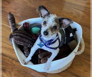 Poodle (Miniature)-Unknown Mix Dogs for adoption in Mundelein, IL, USA