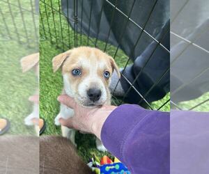 Border Collie-Unknown Mix Dogs for adoption in Pacifica, CA, USA