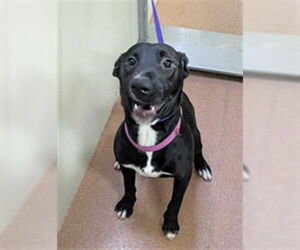 Borador Dogs for adoption in Ogden, UT, USA