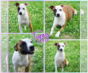 American Staffordshire Terrier-Boxer Mix Dogs for adoption in Blacksburg, SC, USA