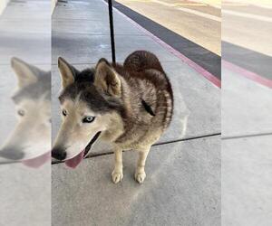 Siberian Husky Dogs for adoption in Downey, CA, USA