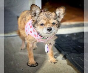 Chihuahua-Unknown Mix Dogs for adoption in Pittsburg, CA, USA