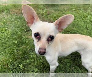 Chihuahua Dogs for adoption in Pueblo, CO, USA