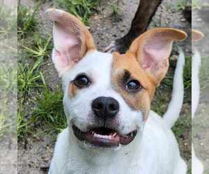 Labrador Retriever-Unknown Mix Dogs for adoption in Anniston, AL, USA