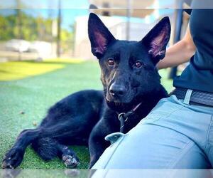 Dutch Shepherd -Unknown Mix Dogs for adoption in Orlando, FL, USA