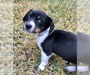 Toy Rat Doxie Dogs for adoption in Montgomery, TX, USA