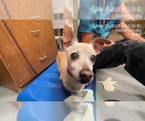 Chihuahua Dogs for adoption in Ocala, FL, USA