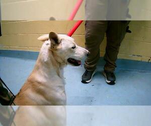 German Shepherd Dog-Unknown Mix Dogs for adoption in Tulsa, OK, USA