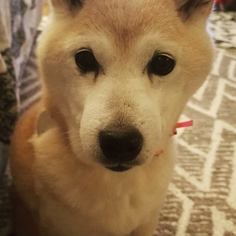 Shiba Inu Dogs for adoption in St. Paul, MN, USA