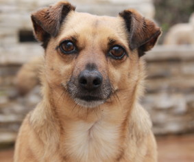 Chihuahua-Unknown Mix Dogs for adoption in El Segundo, CA, USA