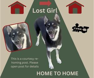 German Shepherd Dog-Unknown Mix Dogs for adoption in Lindsay, CA, USA