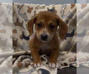 Dachshund-Unknown Mix Dogs for adoption in Weston, FL, USA