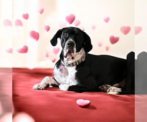 Great Dane Dogs for adoption in Vail, AZ, USA
