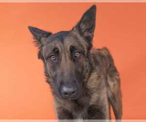 Mutt Dogs for adoption in Pasadena, CA, USA