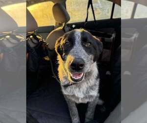 Mutt Dogs for adoption in Paso Robles, CA, USA