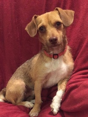 Chiweenie Dogs for adoption in Tomball, TX, USA