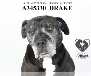 American Pit Bull Terrier Dogs for adoption in Stockton, CA, USA