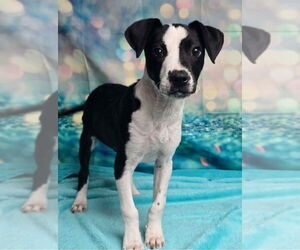 Pointer-Unknown Mix Dogs for adoption in Lakewood, CO, USA
