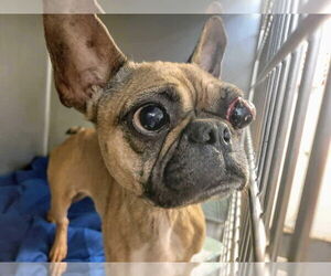French Bulldog Dogs for adoption in New York, NY, USA