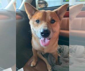 Shiba Inu Dogs for adoption in Tampa, FL, USA