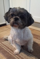Shih Tzu Dogs for adoption in Point Pleasant, PA, USA