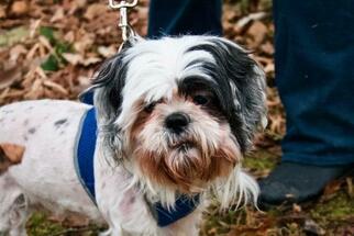 Lhasa-Poo Dogs for adoption in Millersville, MD, USA