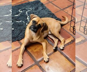 Boxer-Pug Mix Dogs for adoption in Miami, FL, USA