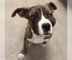American Pit Bull Terrier-Unknown Mix Dogs for adoption in HESPERIA, CA, USA