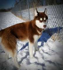 Siberian Husky Dogs for adoption in Detroit Lakes, MN, USA