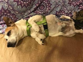 Small Parson Russell Terrier Mix