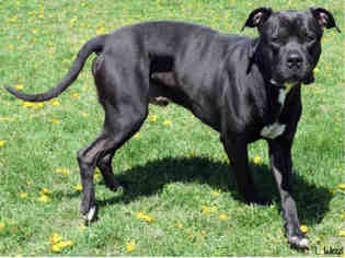 American Bulldog Dogs for adoption in Ogden, UT, USA