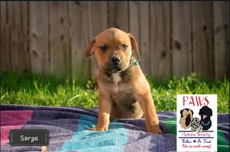 Rottweiler-American Pit Bull Terrier Dogs for adoption in Killeen, TX, USA
