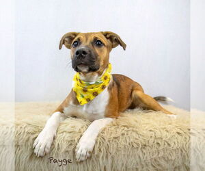 Mutt Dogs for adoption in Hot Springs Village, AR, USA